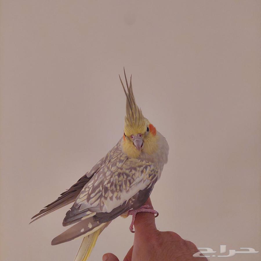 زوج كروان للبيع. الانثى أليفة جدا64465731001603114