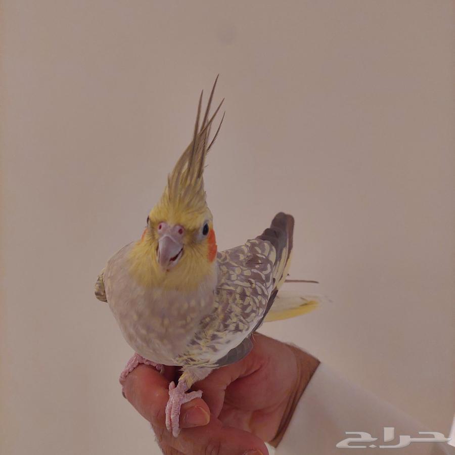 زوج كروان للبيع. الانثى أليفة جدا64465731001603113