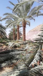 ازاله وترخيل نخل الميت وتنظيف64380957734529113