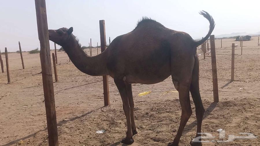 Stallion, strong, vaccinated, conditioned64466849918338114