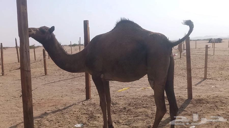 Stallion, strong, vaccinated, conditioned64466849918338113