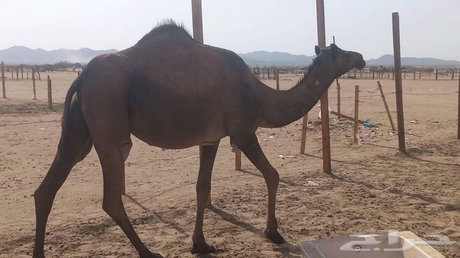 Stallion, strong, vaccinated, conditioned64466849918338110