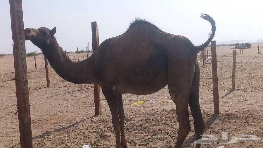 Stallion, strong, vaccinated, conditioned64466849918338112