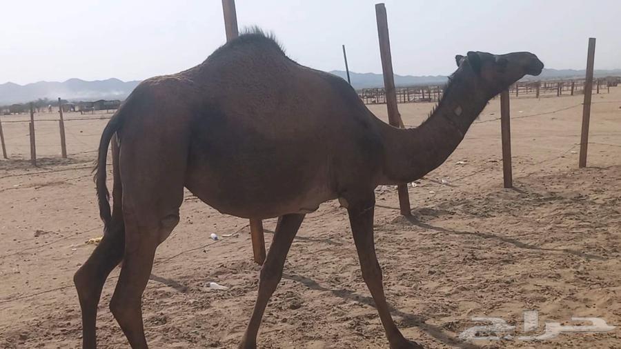 Stallion, strong, vaccinated, conditioned64466849918338111