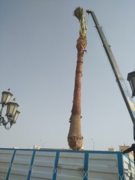 ازاله وترخيل نخل الميت وتنظيف64380957734529112