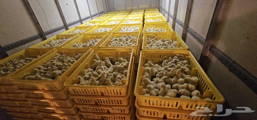 Broiler Ross Sauce Reservation Available64466348247427111