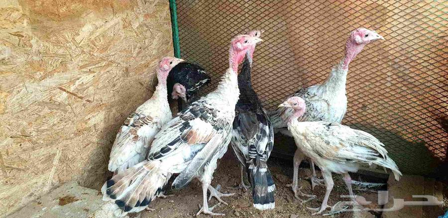 تم البيع.. صيصان باكستاني ورومي للبيع64469711620609114