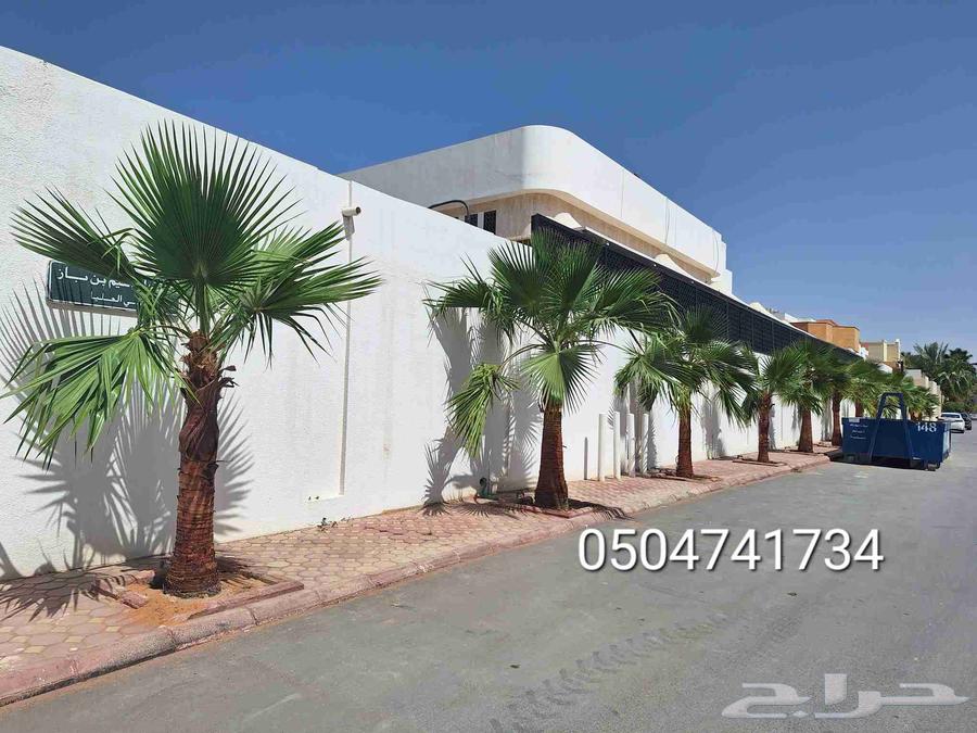 نخل واشنطني زينه64467844182145111