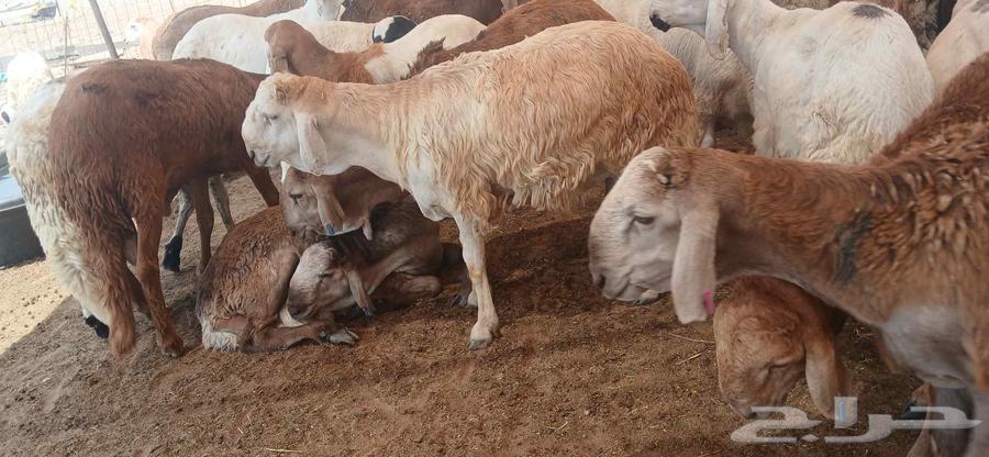 Sheep for sale, location Jeddah Al-Harazat, contact number..64467017565698110