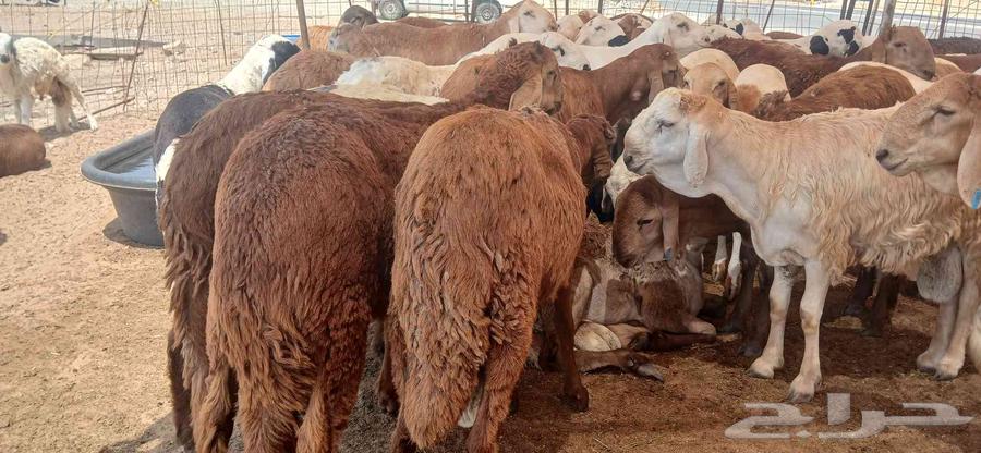 Sheep for sale, location Jeddah Al-Harazat, contact number..64467017565698111