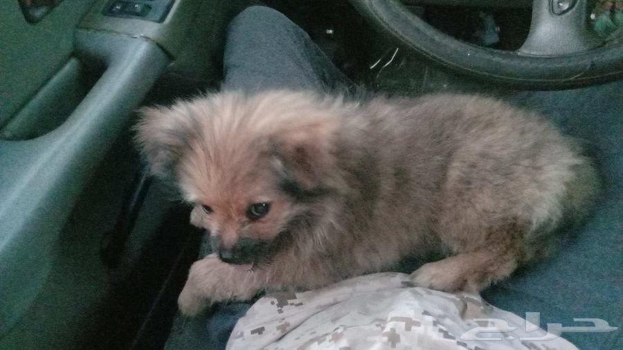 Male puppy for sale, price 3000, good health (contact via Sahmool)64469459729282110