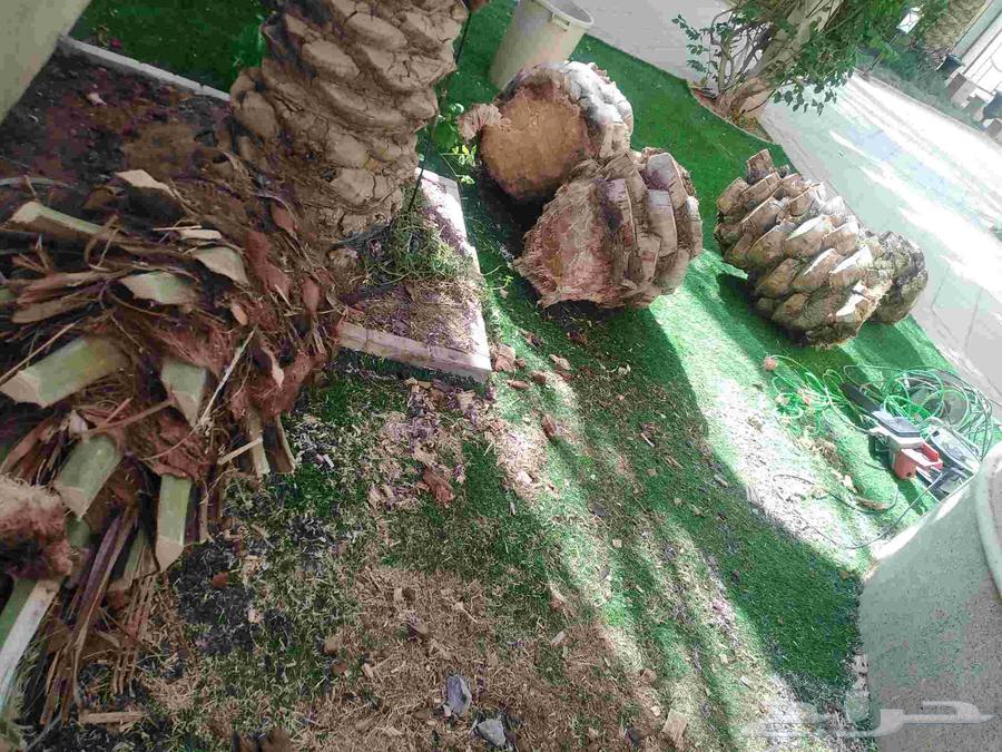ازاله وترخيل نخل الميت وتنظيف64380957734529111