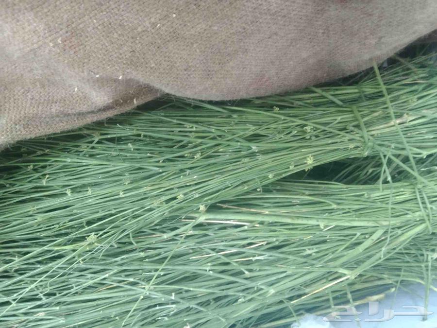 Gizani Marikh with conditional sale available in Al-Burak and Shuthayb, delivery available64467830379265110