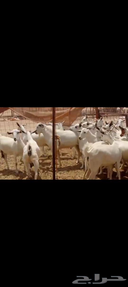 معزه بيشيه عددها 4064469487717123114