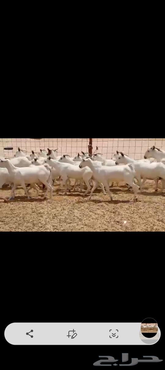 معزه بيشيه عددها 4064469487717123110