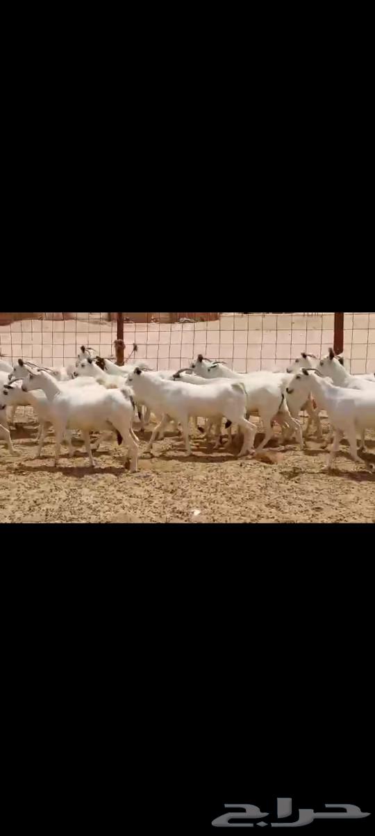 معزه بيشيه عددها 4064469487717123113