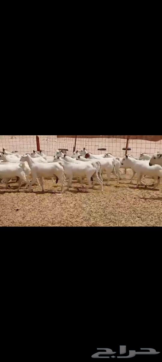 معزه بيشيه عددها 4064469487717123112