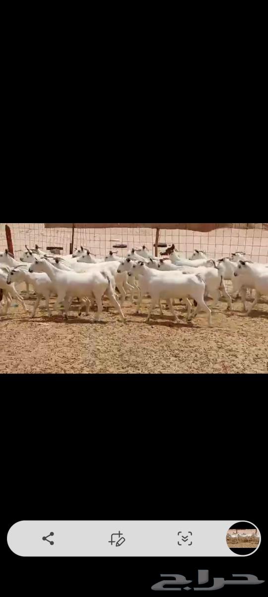 معزه بيشيه عددها 4064469487717123111