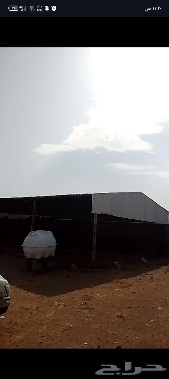 هنقر بحالة ممتازة وخزان نص طن سليم64465549481859113