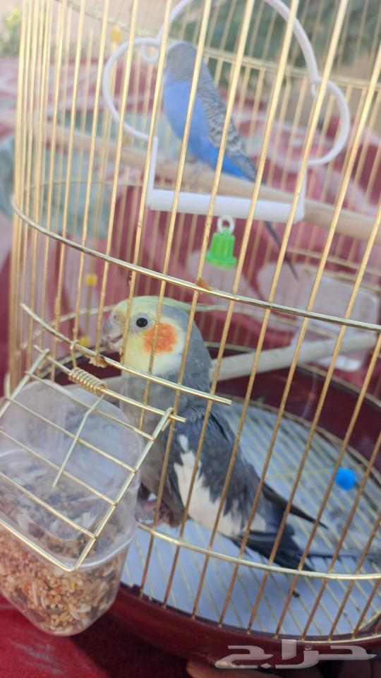 كروان للبيع64466067115650112