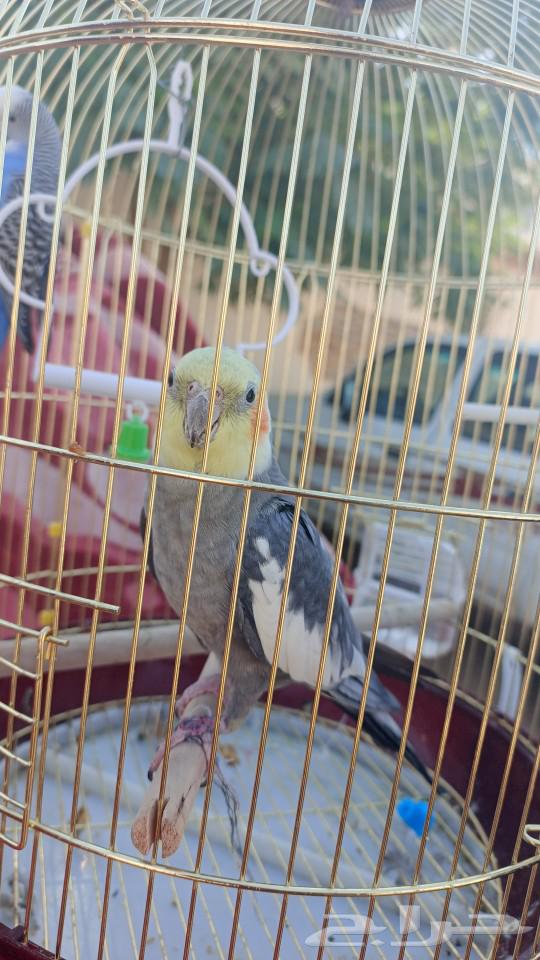 كروان للبيع64466067115650110