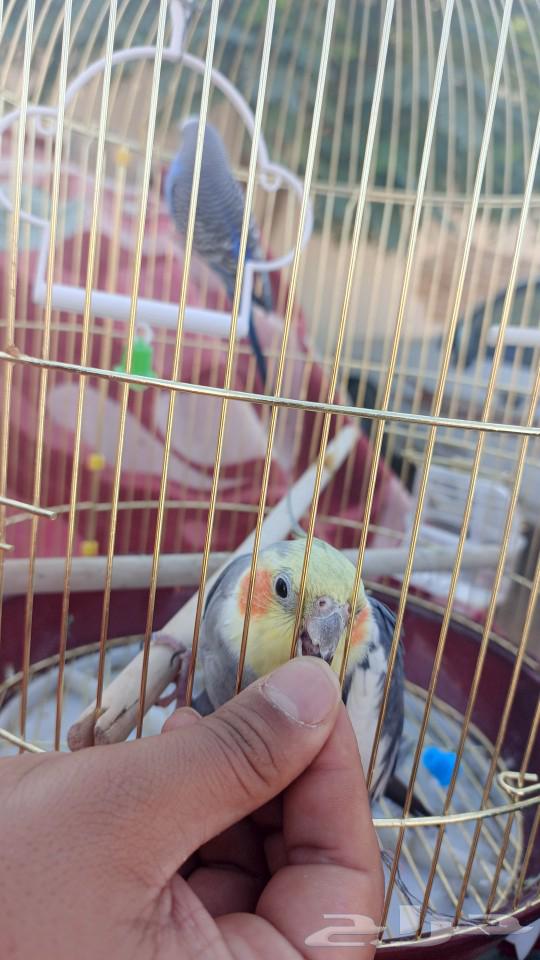 كروان للبيع64466067115650113