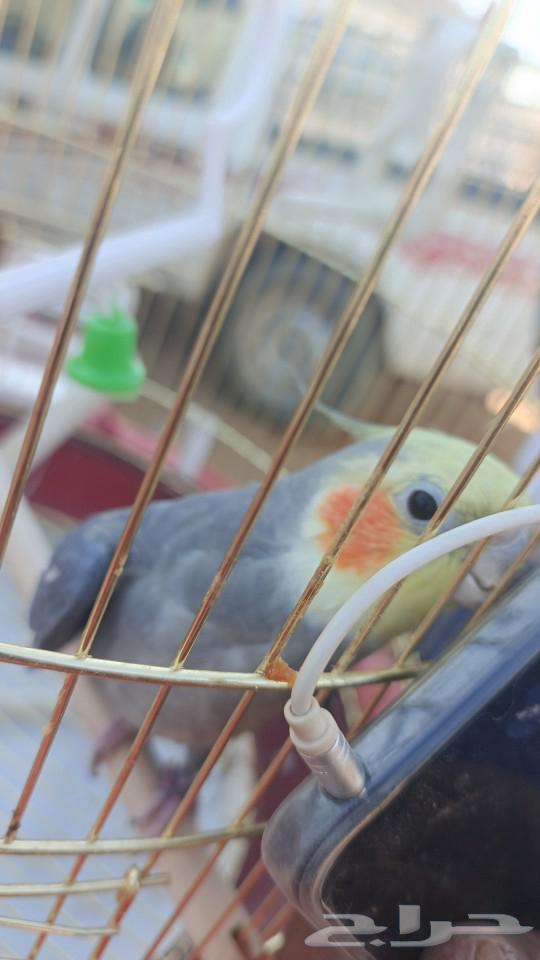 كروان للبيع64466067115650111