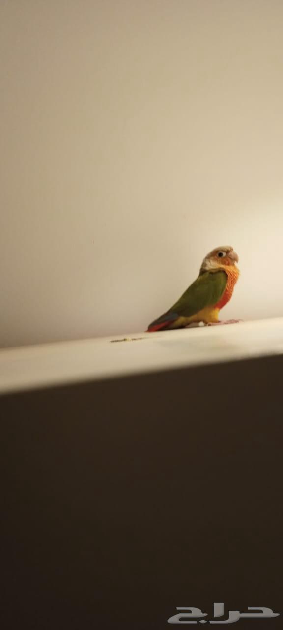 Cute pineapple, 8 months old, talking and playful64469487565955110