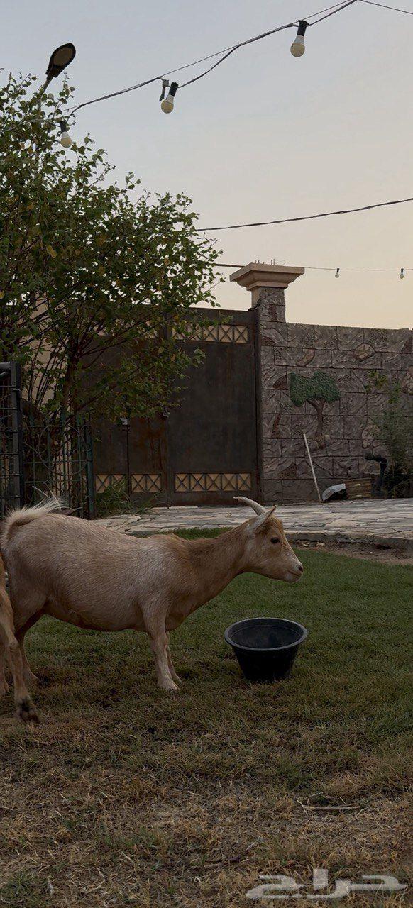 Productive dwarf goat (Sold)64470168836226110