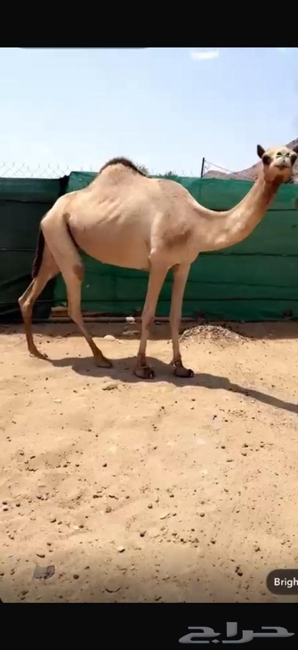 اصيل بنت الفايز الهرش64466767374209111