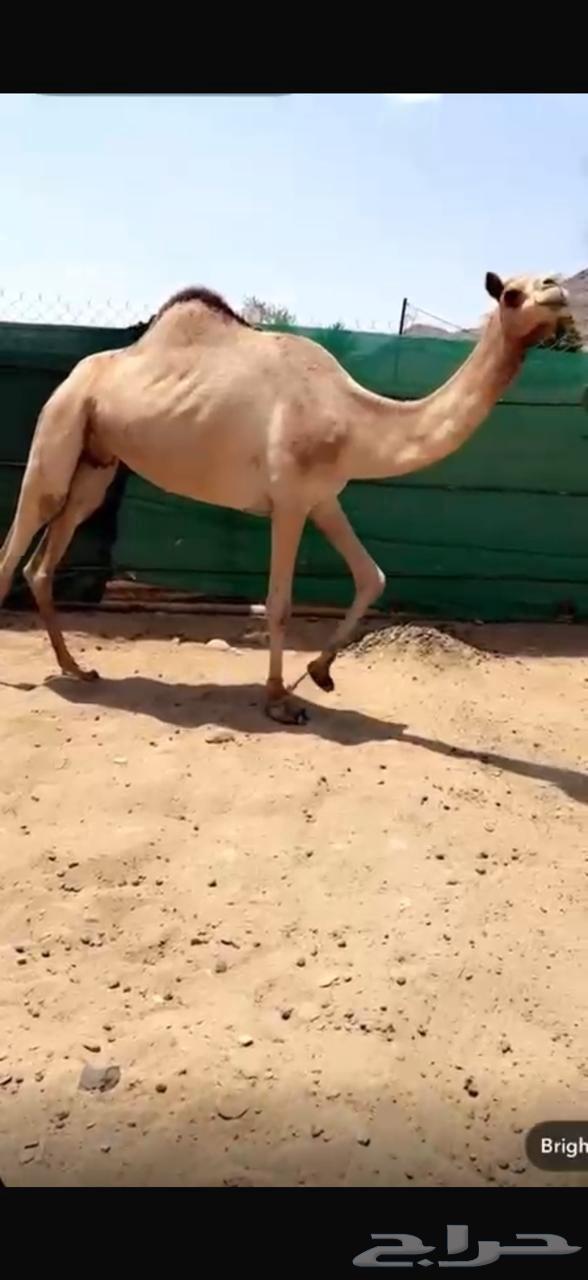 اصيل بنت الفايز الهرش64466767374209110