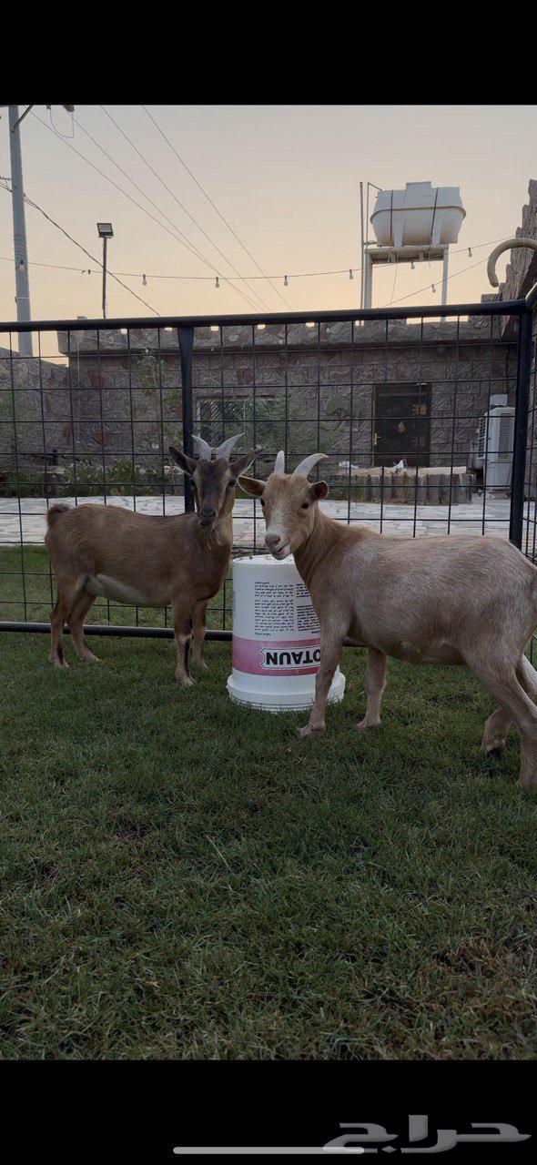 Productive dwarf goat (Sold)64470168836226111