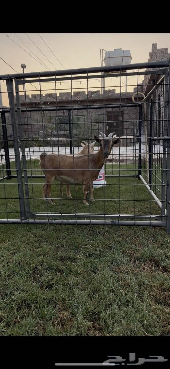 Productive dwarf goat (Sold)64470168836226112