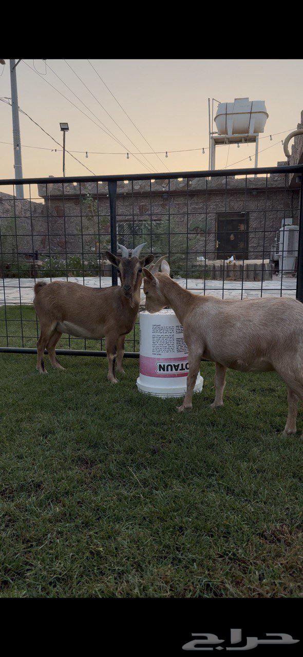 Productive dwarf goat (Sold)64470168836226113