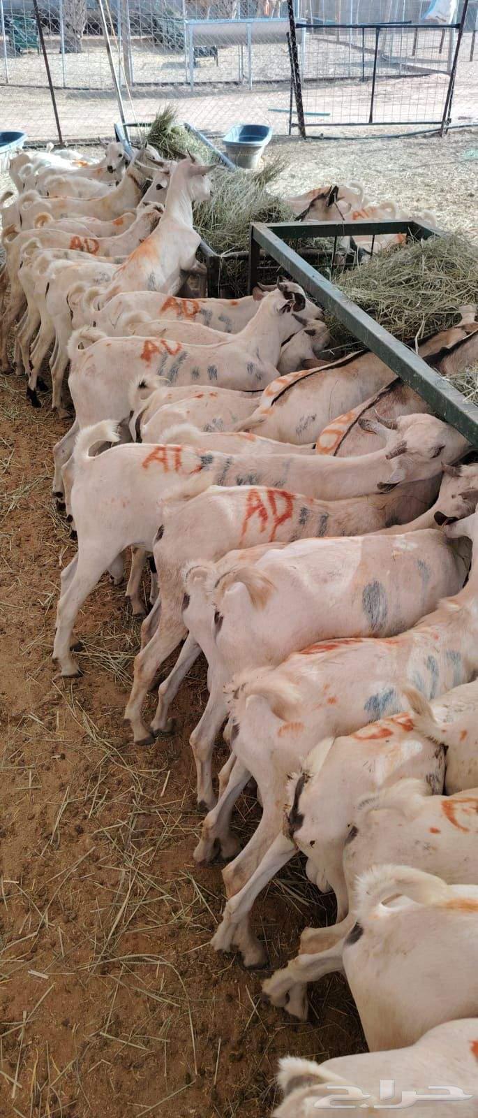 تيوس صومالية جذعان مرابي شهرين64466989497346111