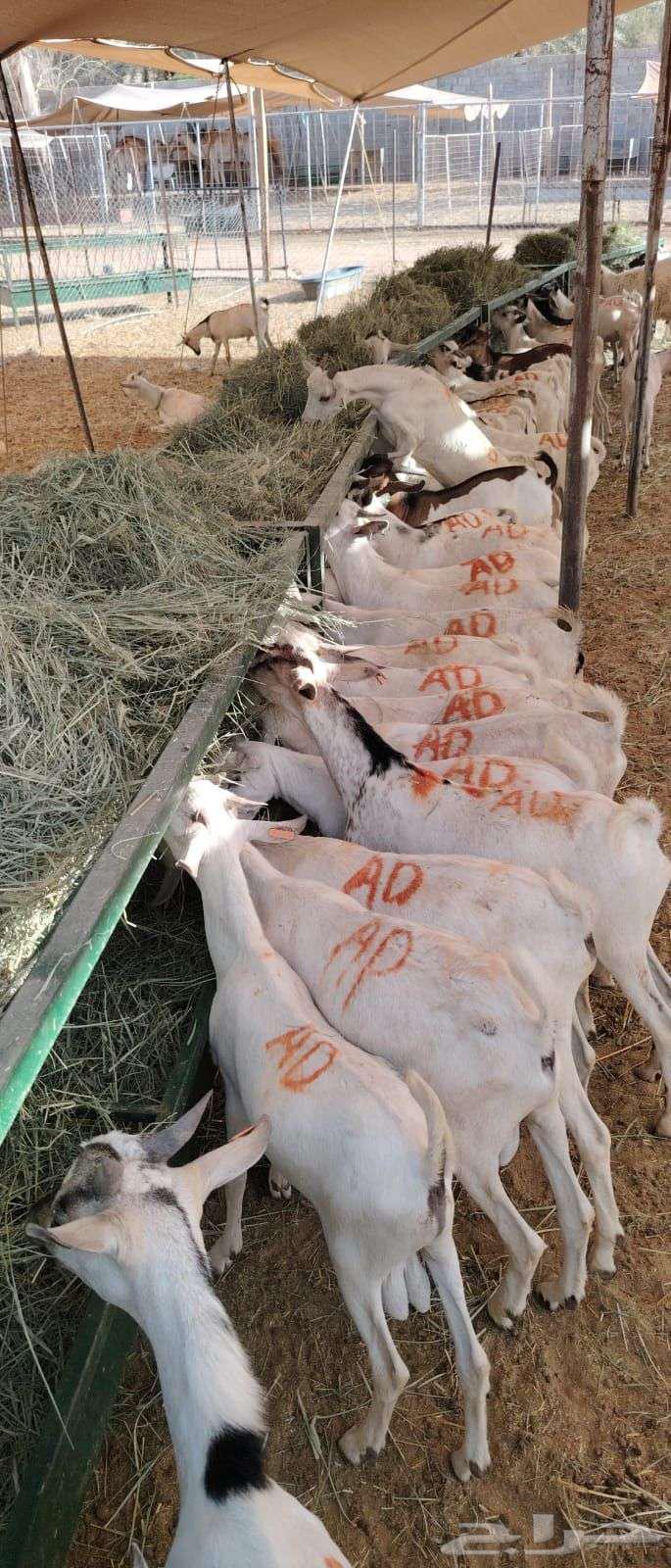 تيوس صومالية جذعان مرابي شهرين64466989497346110