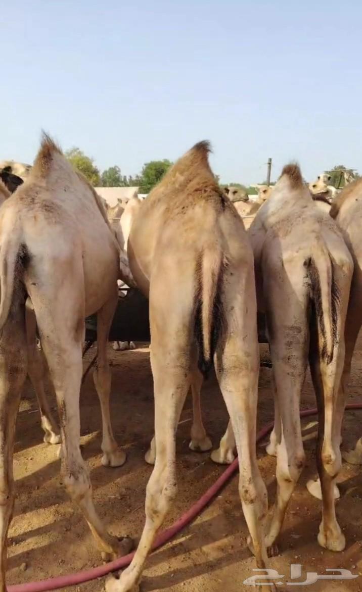 نعرض لكم قعدان صومالية مفاريد للبيع64469013119747112