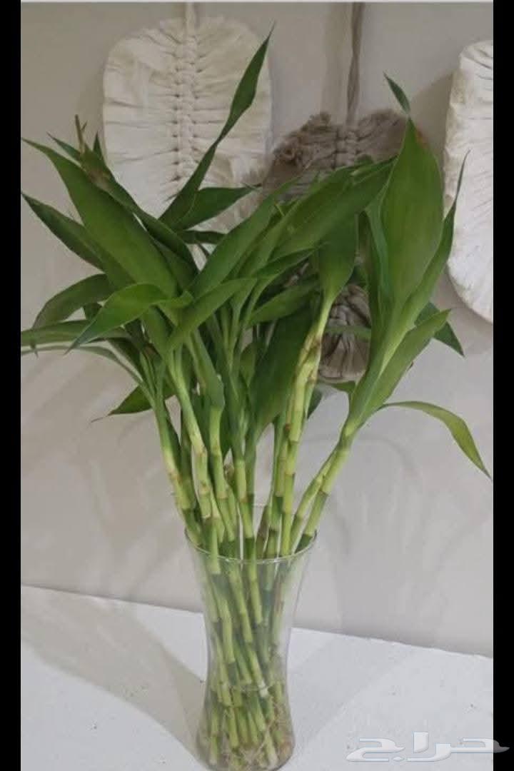 جميع مقاسات ساق البامبوا64464548899459114