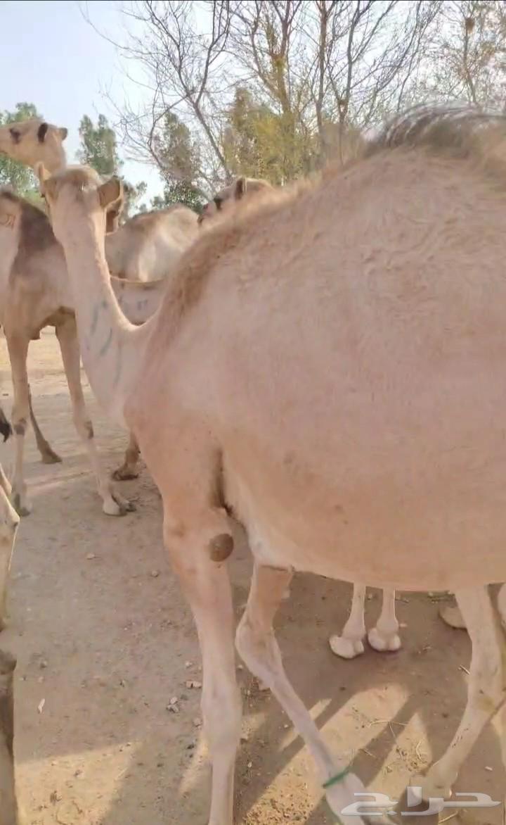 نعرض لكم قعدان صومالية مفاريد للبيع64469013119747114