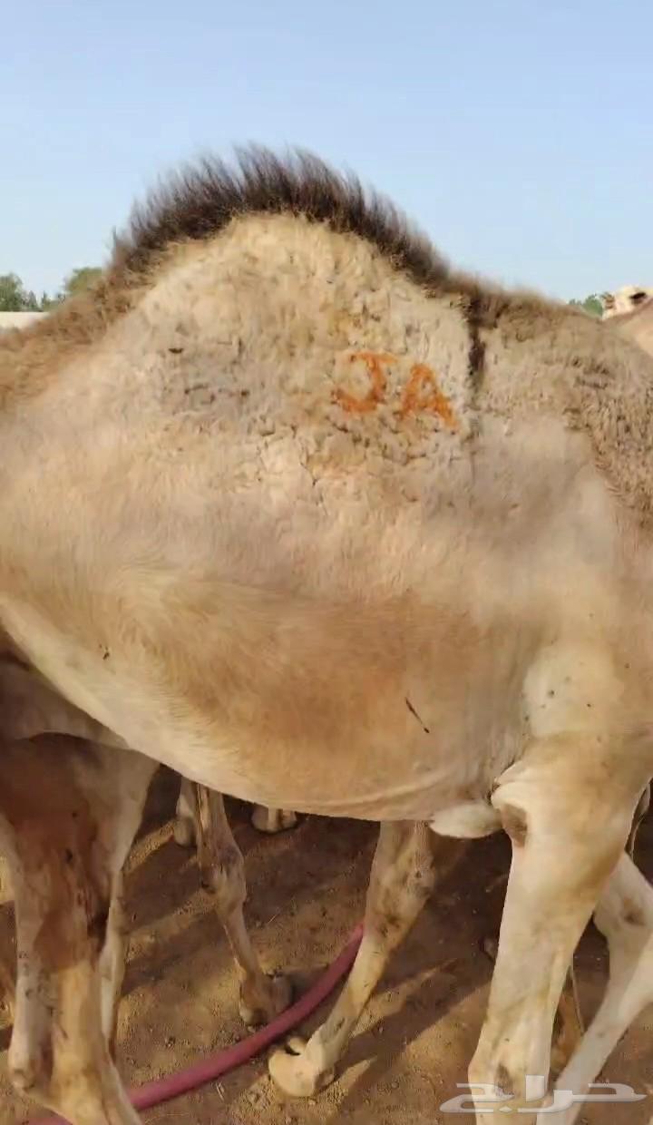 نعرض لكم قعدان صومالية مفاريد للبيع64469013119747113