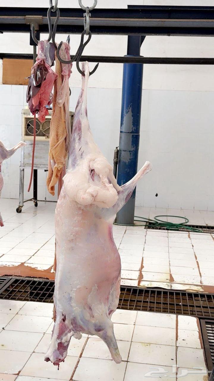 خروف كامل 720  تيس كامل 80064466460442369110