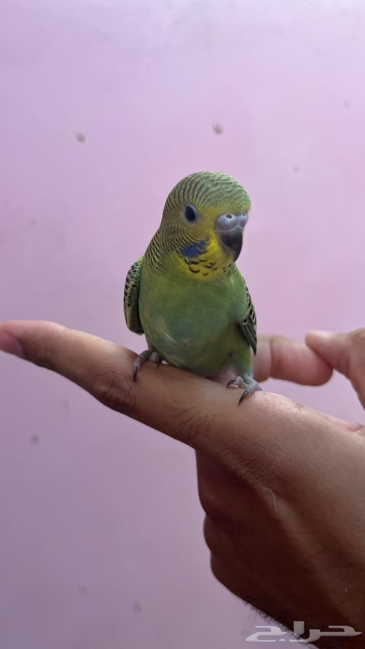 فروخ بادجي انجليزي لون اخضر64471088995842111