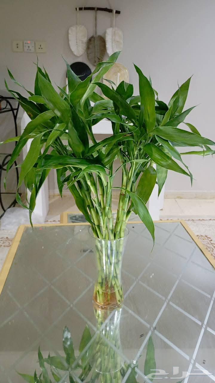 جميع مقاسات ساق البامبوا64464548899459111