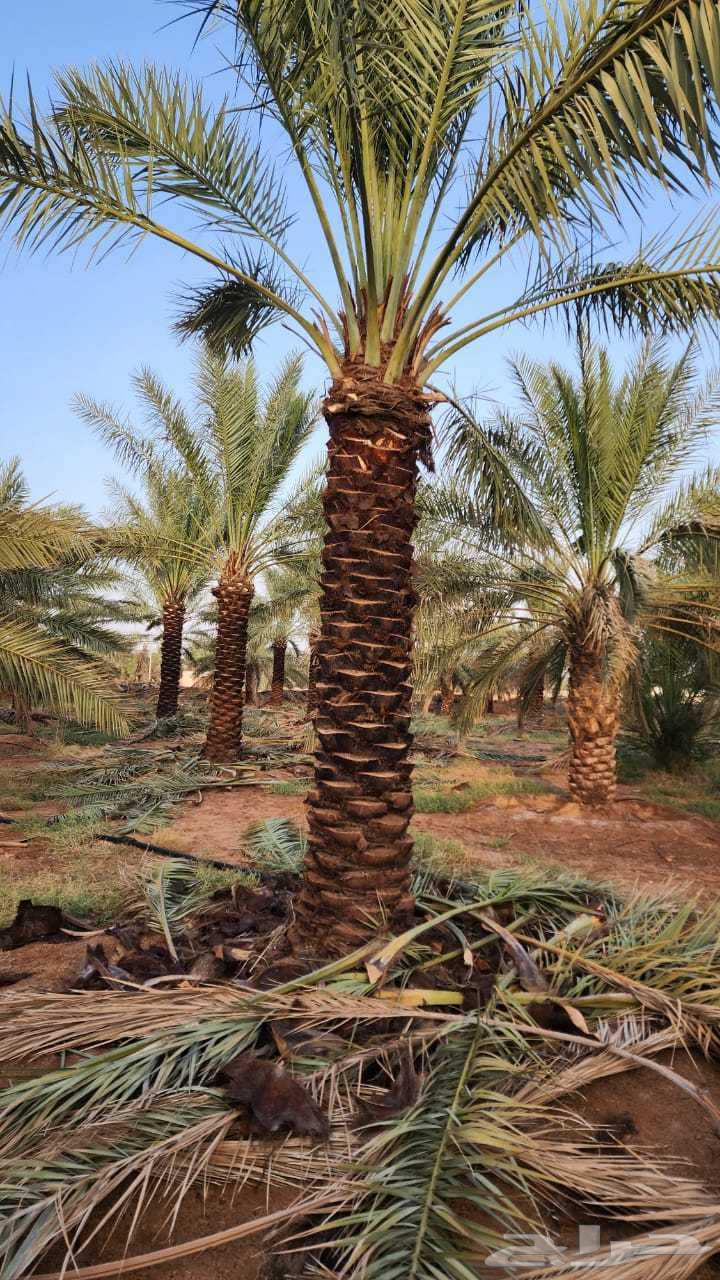 Date palm trees for sale, fruitful palm trees, Khalas, Sukkari, Birihi64468092819074113