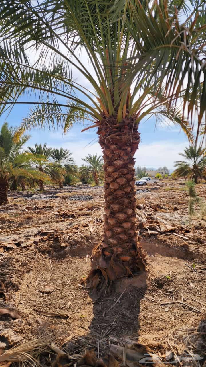 Date palm trees for sale, fruitful palm trees, Khalas, Sukkari, Birihi64468092819074110