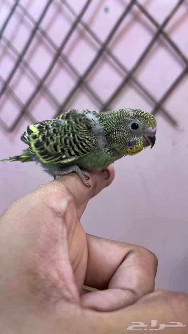 فروخ بادجي انجليزي لون اخضر64471088995842110