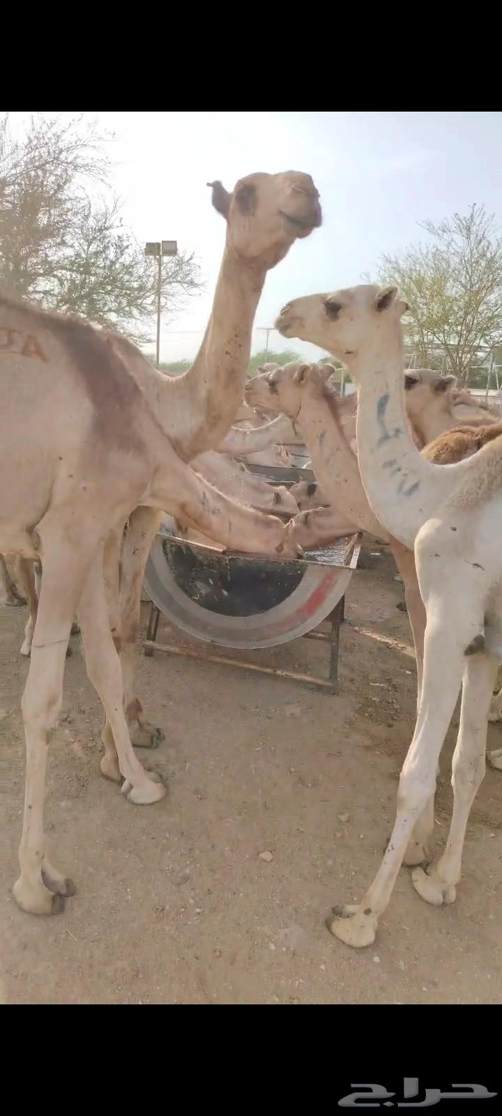 نعرض لكم قعدان صومالية مفاريد للبيع64469013119747110