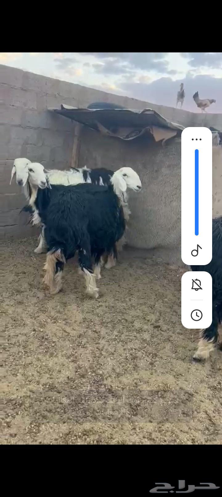 Najdi Sheep Type A64469404057985111