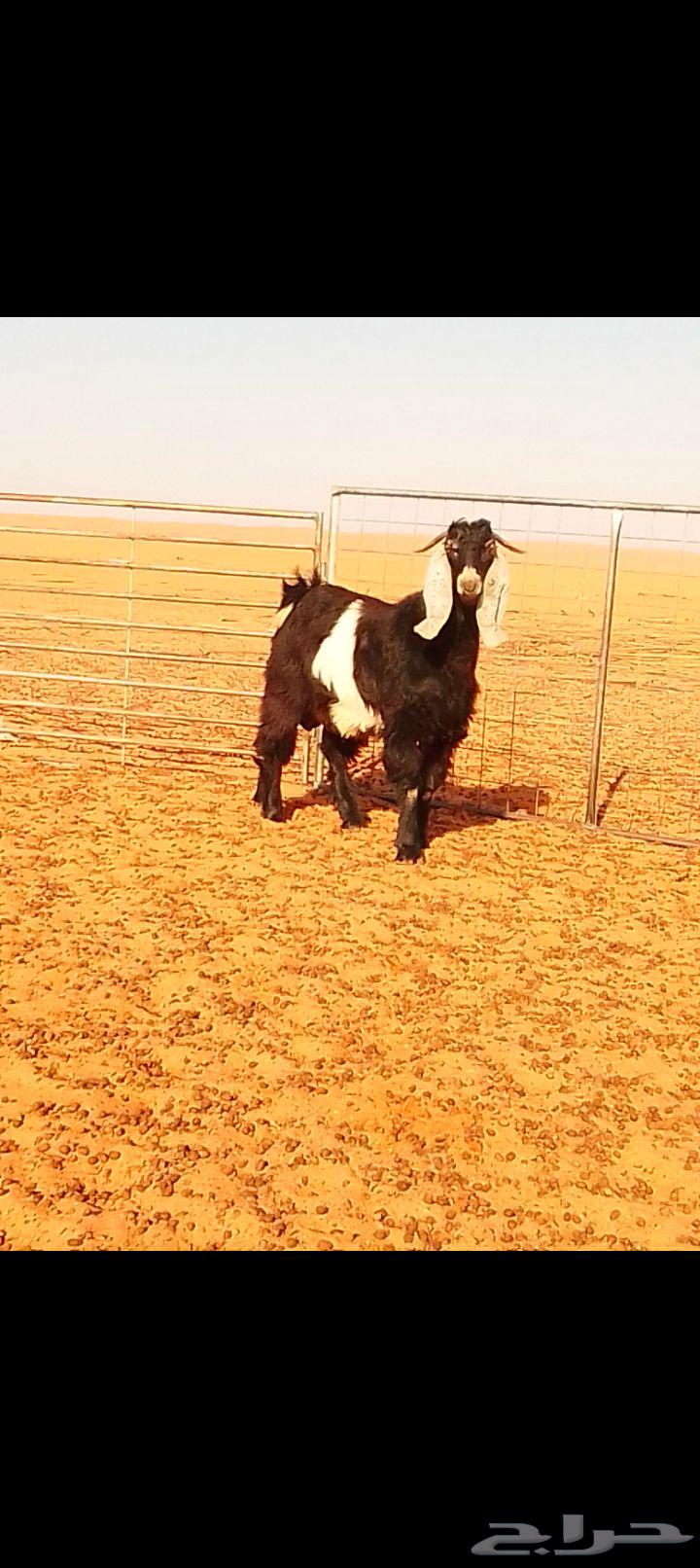 تيس فحل للبيع64467214508419110