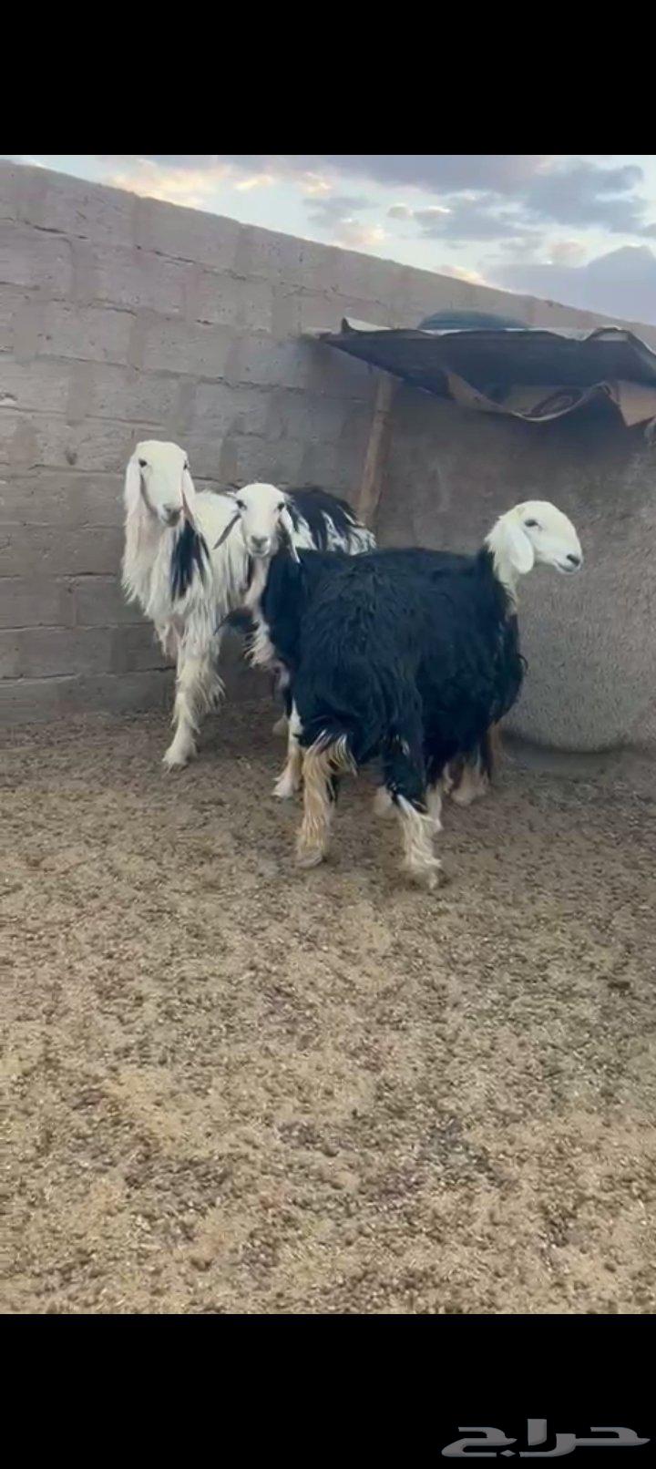 Najdi Sheep Type A64469404057985110